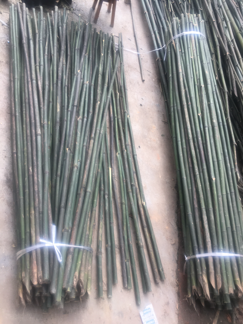 旗杆竹，各类竹子已上市