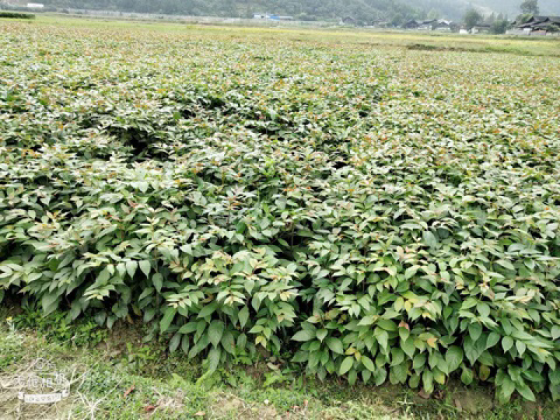 钩藤苗金钩藤双沟一手货源除中间商赚差价移栽苗