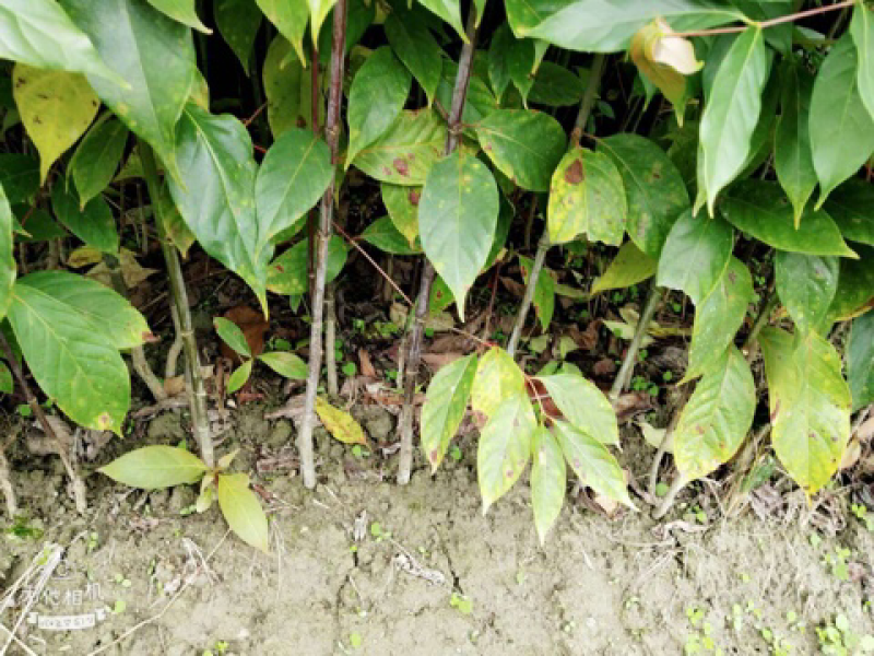 钩藤苗金钩藤双沟一手货源除中间商赚差价移栽苗