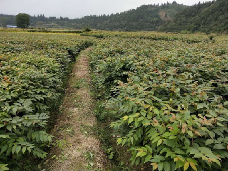 钩藤苗金钩藤双沟一手货源除中间商赚差价移栽苗