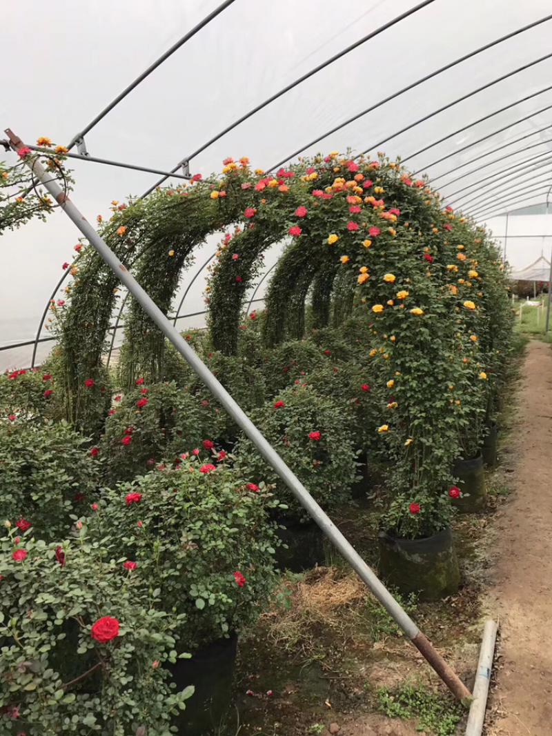 藤本月季花苗造型月季蔷薇爬藤植物别墅庭院拱门爬藤月季母本