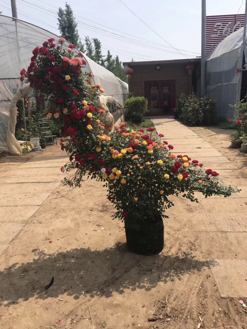 藤本月季花苗造型月季蔷薇爬藤植物别墅庭院拱门爬藤月季母本