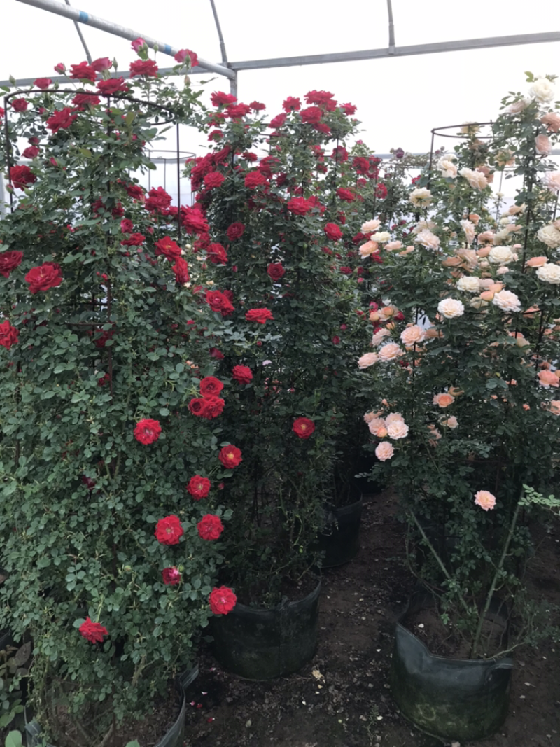 藤本月季花苗造型月季蔷薇爬藤植物别墅庭院拱门爬藤月季母本