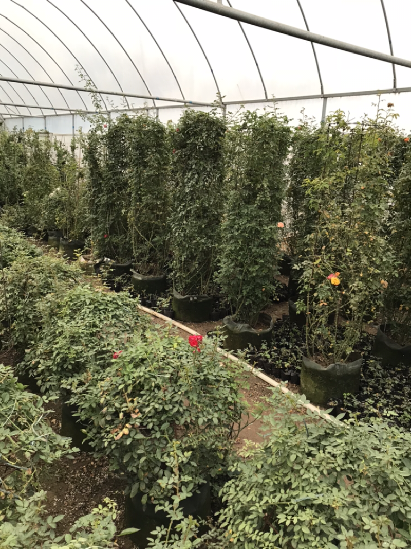 藤本月季花苗造型月季蔷薇爬藤植物别墅庭院拱门爬藤月季母本
