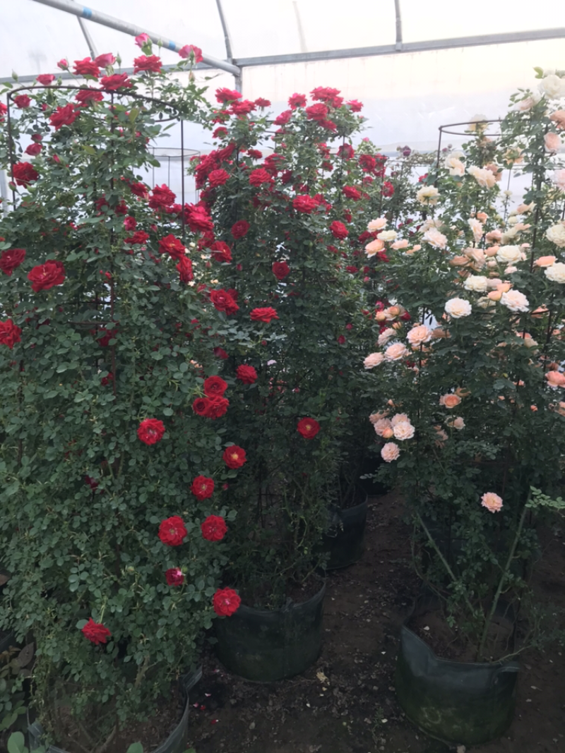 藤本月季花苗造型月季蔷薇爬藤植物别墅庭院拱门爬藤月季母本