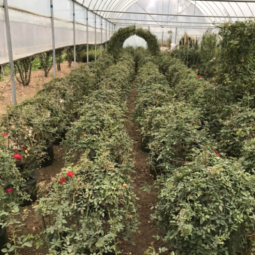 藤本月季花苗造型月季蔷薇爬藤植物别墅庭院拱门爬藤月季母本