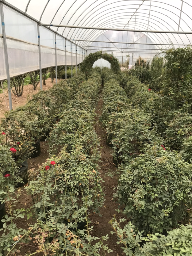 藤本月季花苗造型月季蔷薇爬藤植物别墅庭院拱门爬藤月季母本