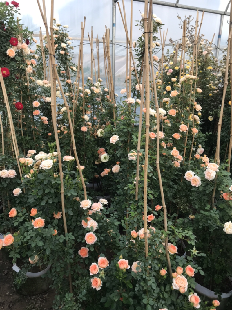 藤本月季花苗造型月季蔷薇爬藤植物别墅庭院拱门爬藤月季母本