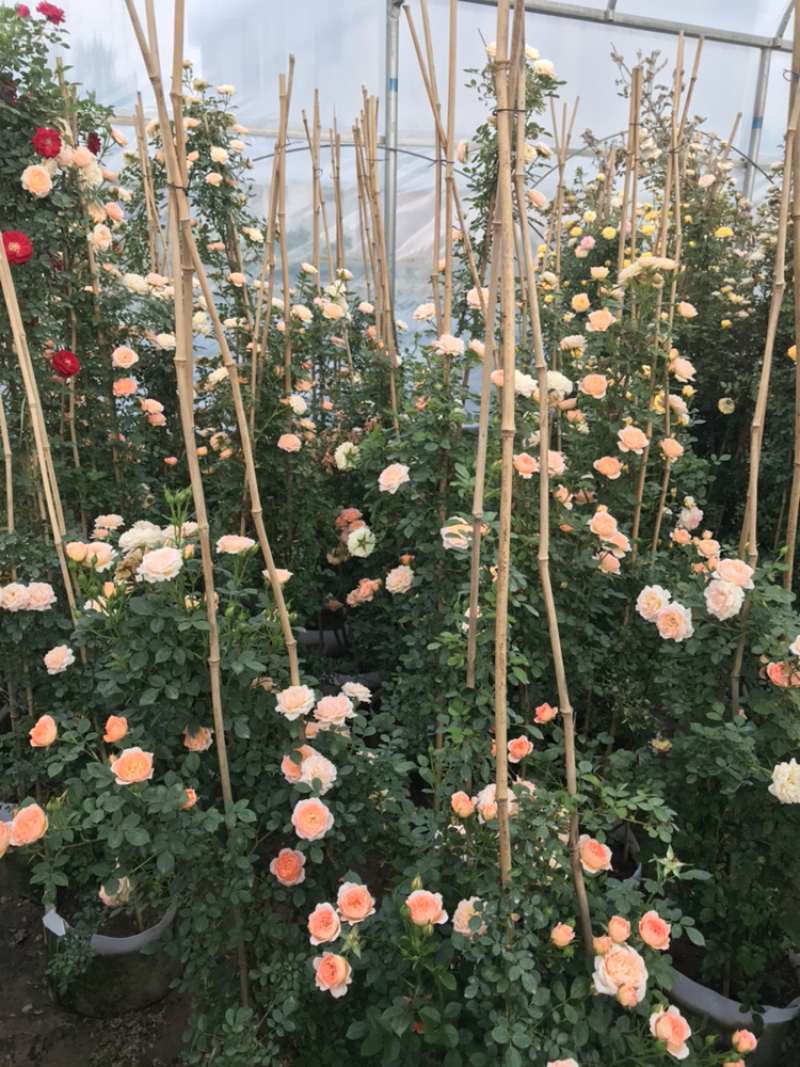 藤本月季花苗造型月季蔷薇爬藤植物别墅庭院拱门爬藤月季母本