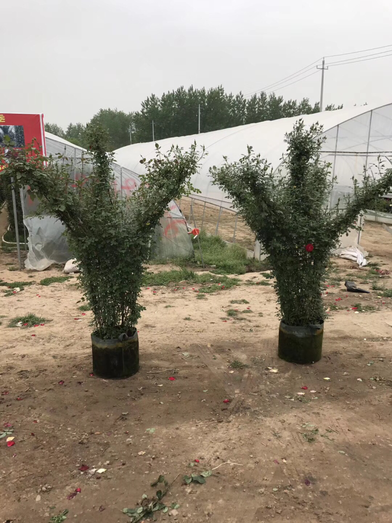 藤本月季花苗造型月季蔷薇爬藤植物别墅庭院拱门爬藤月季母本