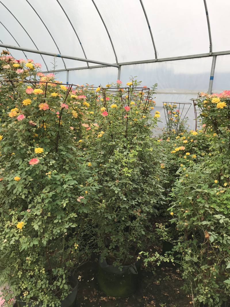 藤本月季花苗造型月季蔷薇爬藤植物别墅庭院拱门爬藤月季母本
