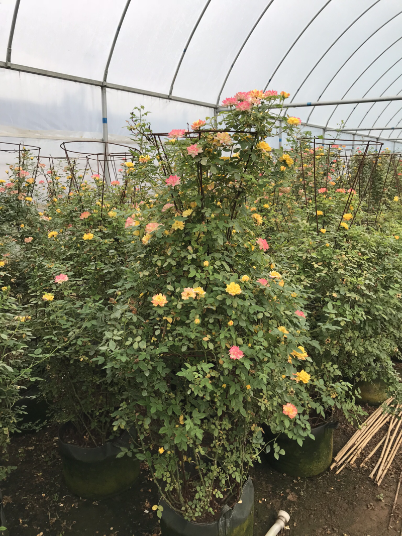 藤本月季花苗造型月季蔷薇爬藤植物别墅庭院拱门爬藤月季母本