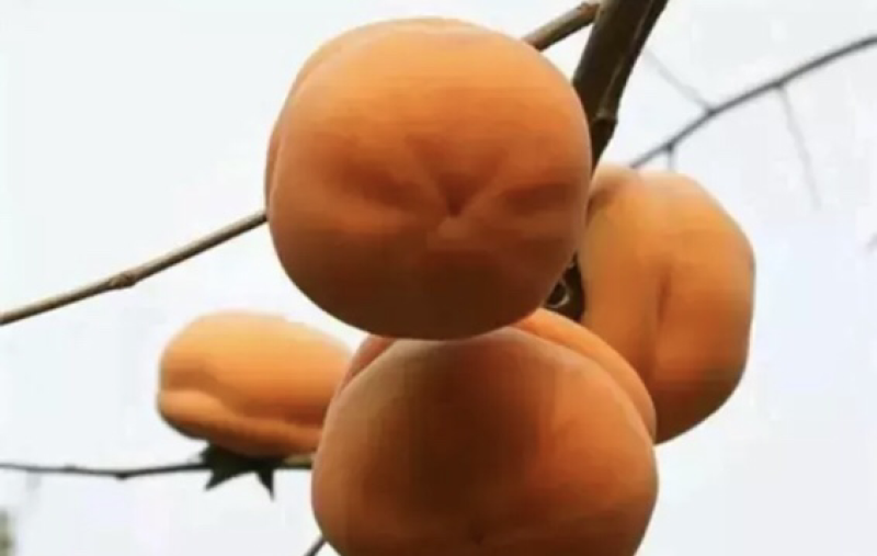 【推荐品质】日本甜柿子苗，品种优良免费提供种植技术