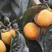 【推荐品质】日本甜柿子苗，品种优良免费提供种植技术