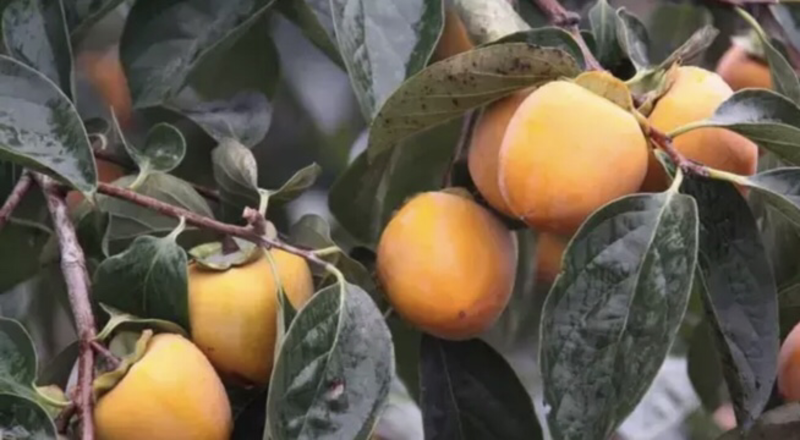 【推荐品质】日本甜柿子苗，品种优良免费提供种植技术