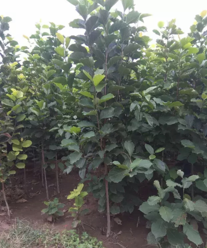 【推荐品质】日本甜柿子苗，品种优良免费提供种植技术