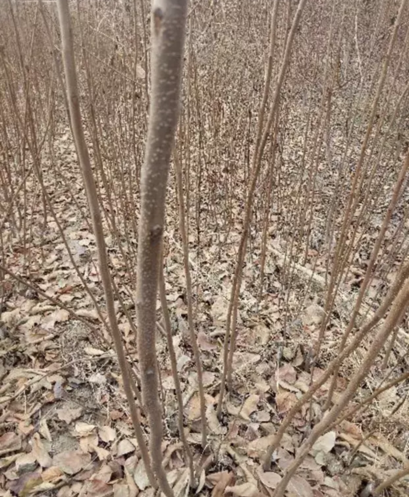 【推荐品质】日本甜柿子苗，品种优良免费提供种植技术