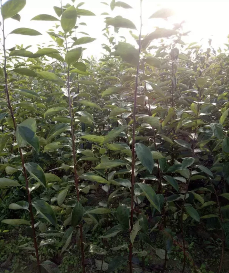 【推荐品质】日本甜柿子苗，品种优良免费提供种植技术