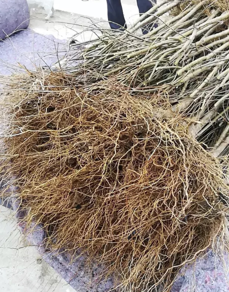 【精品推】突尼斯软籽石榴苗，品种纯正免费提供种植技术