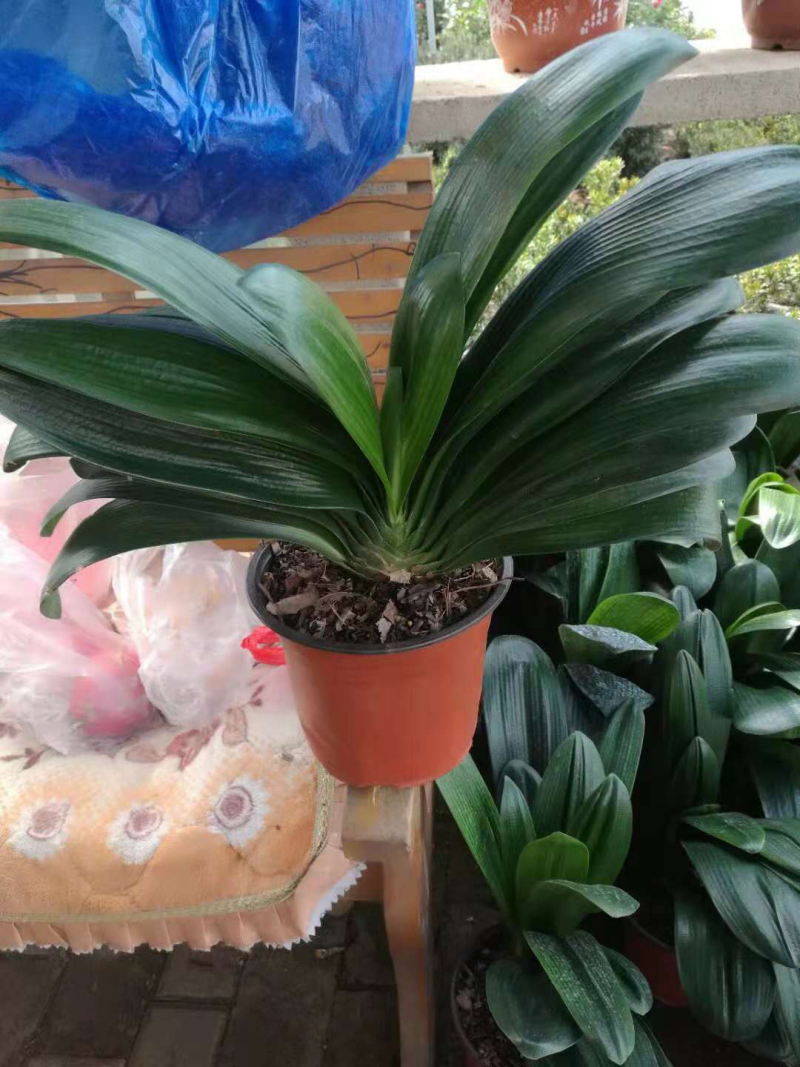 君子兰盆花