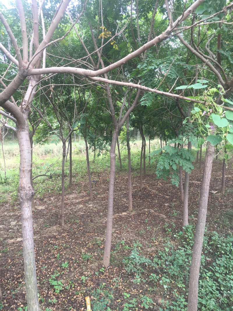 各种规格栾树