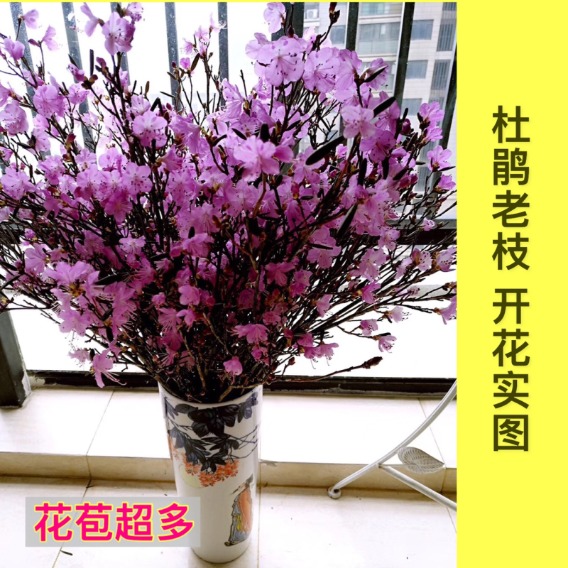 大兴安岭产地直发兴安杜鹃干枝