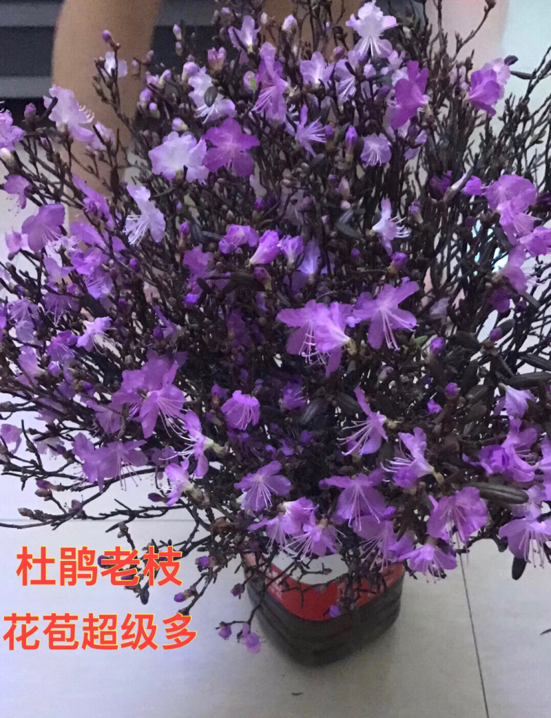 大兴安岭产地直发兴安杜鹃干枝
