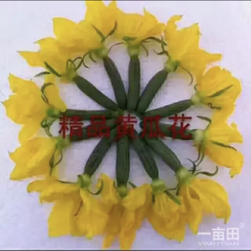 黄瓜花
