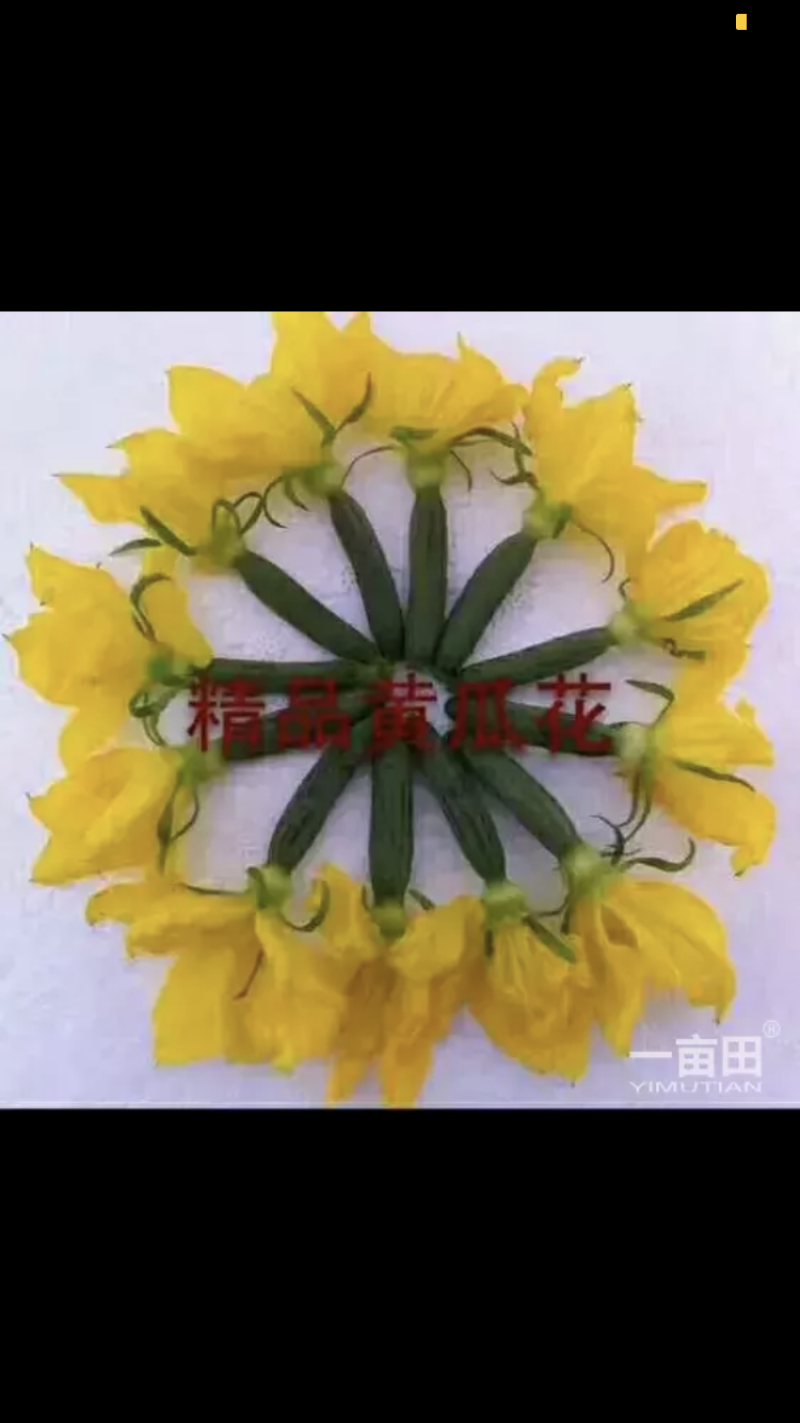 黄瓜花