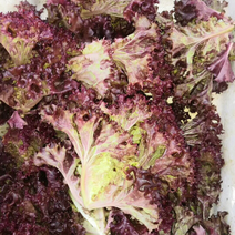 紫叶生菜