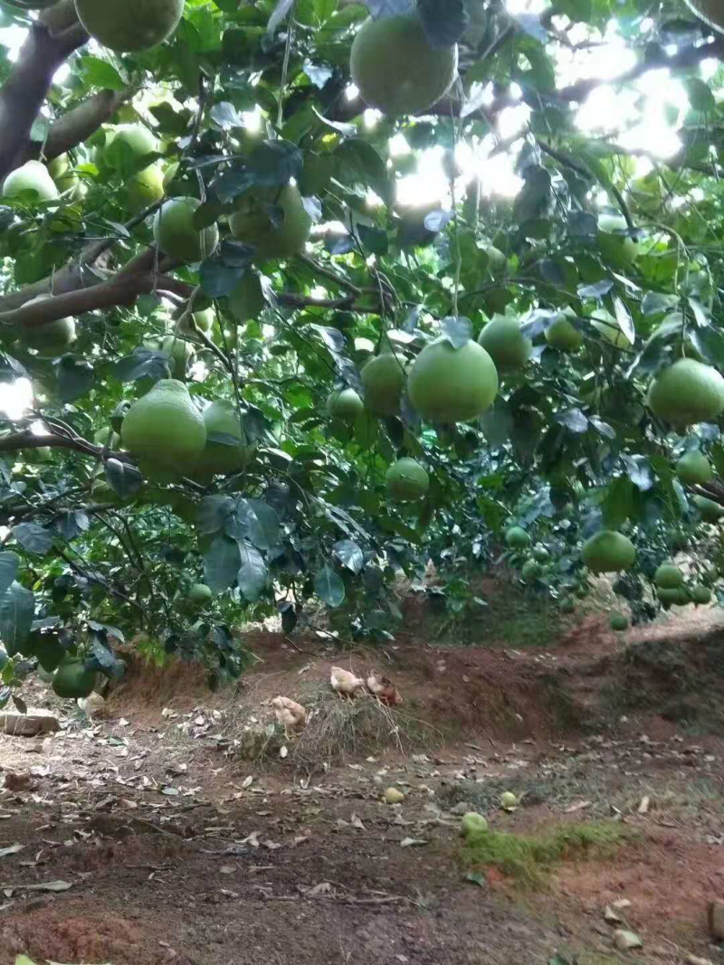 梅州梅县桃尧镇沙田柚批发