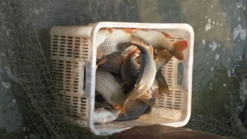 池鲤鱼食用1~2公斤