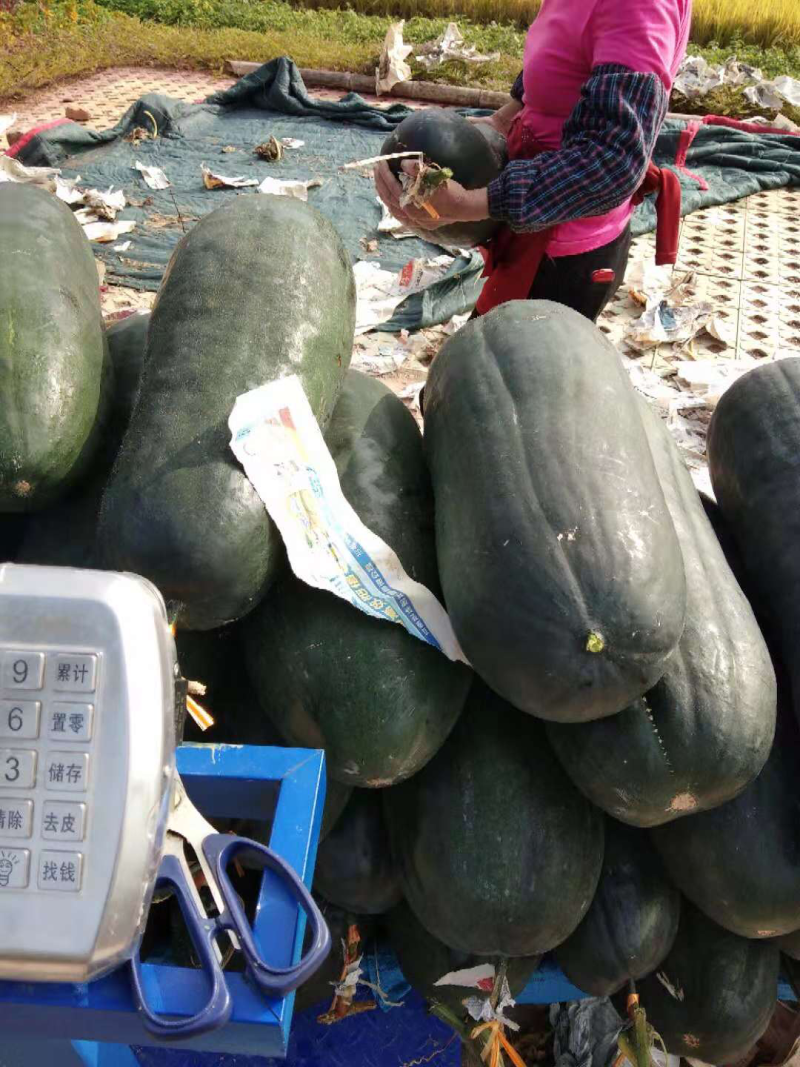 短冬瓜