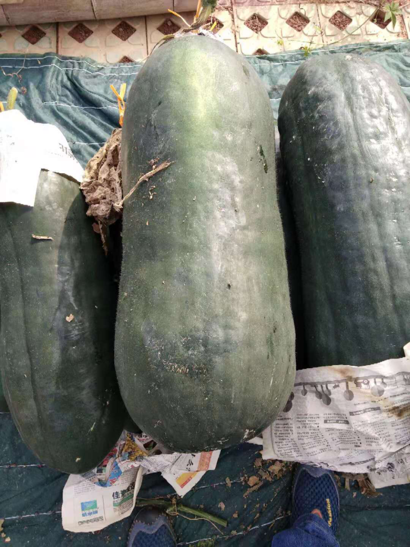 短冬瓜