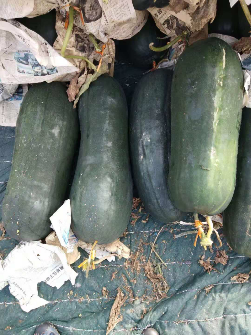 短冬瓜