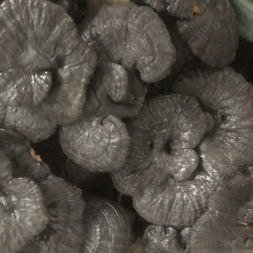 灵芝灵芝片灵芝个紫灵芝黑灵芝