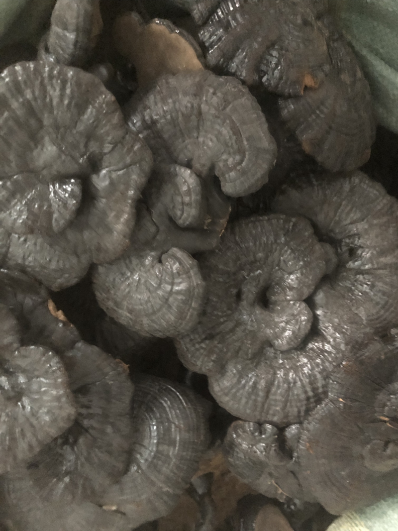 灵芝灵芝片灵芝个紫灵芝黑灵芝
