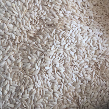 黄瓜籽黄瓜子东北黄瓜子旱黄瓜子