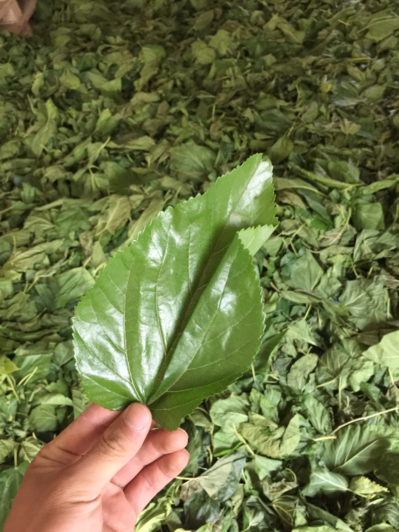 桑叶茶2025年新桑叶茶颗粒山东桑叶厂家