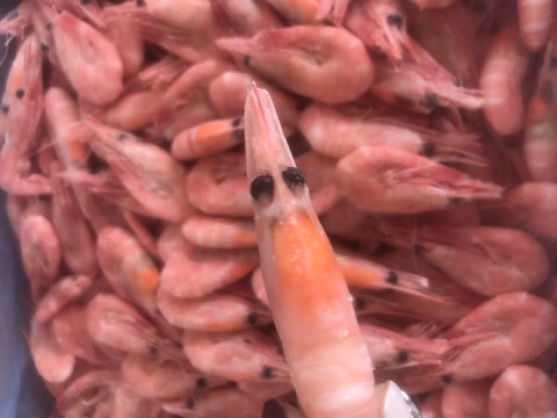 皇冠冰虾
