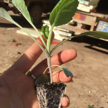 甘蓝苗，适合冬季的圆包甘蓝品种，品质保证，菜型好