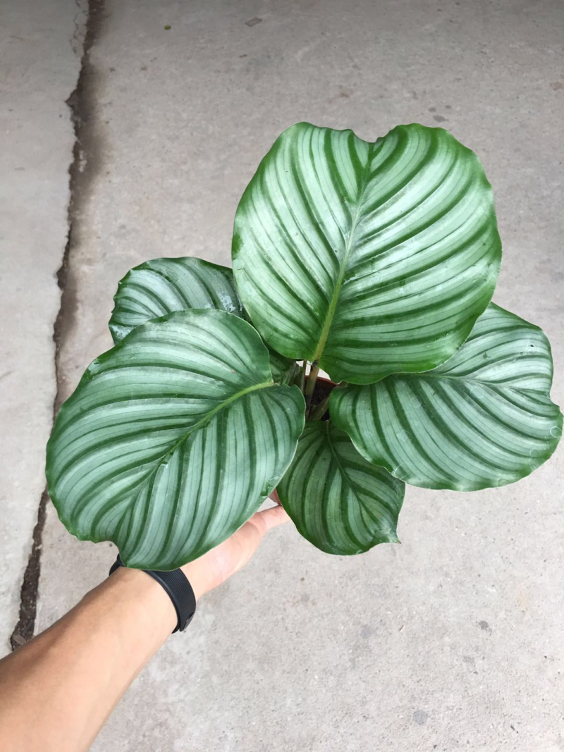 青苹果竹芋