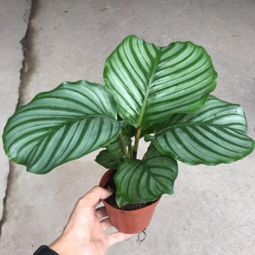 青苹果竹芋
