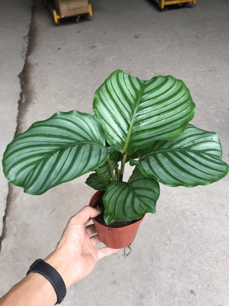 青苹果竹芋