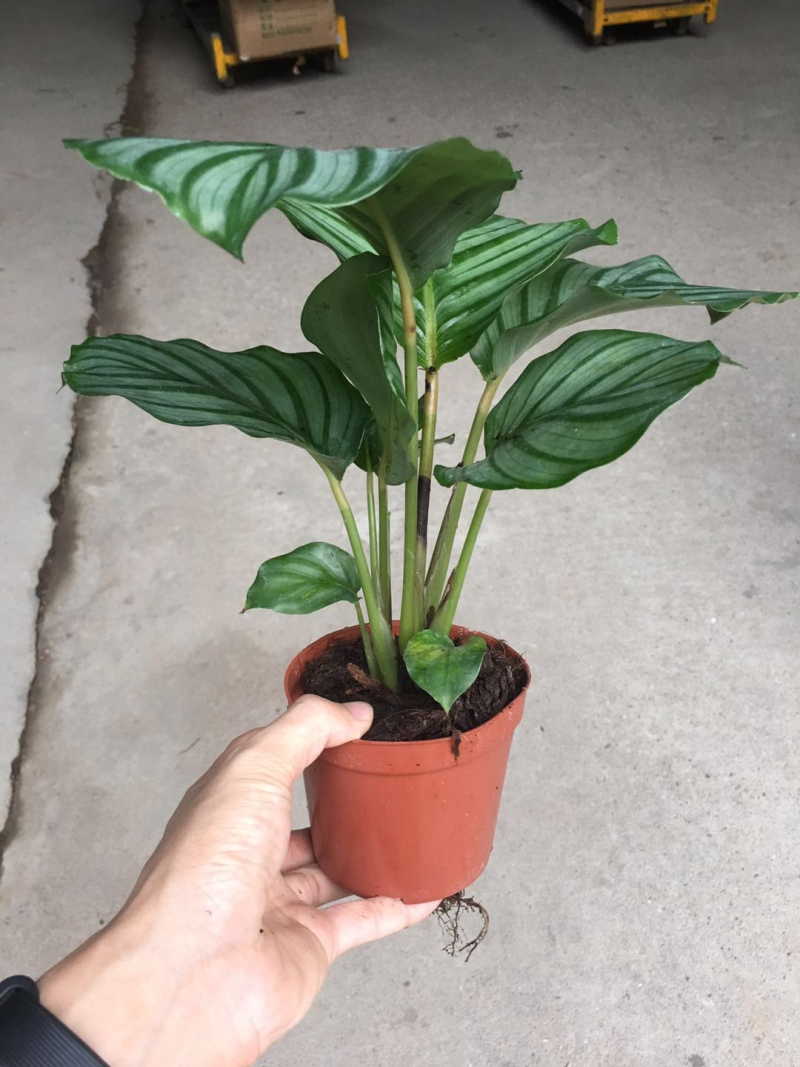 青苹果竹芋