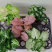 合果芋
