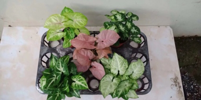 合果芋