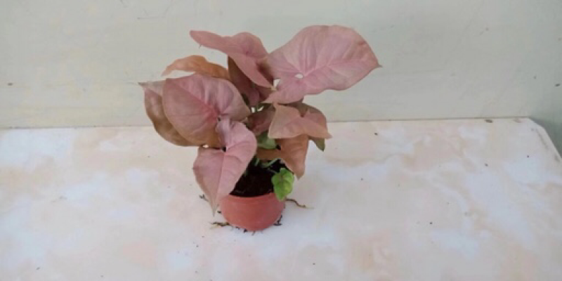 合果芋