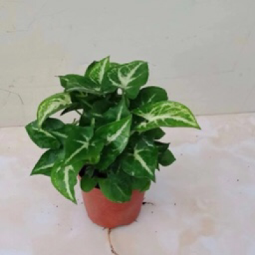 合果芋