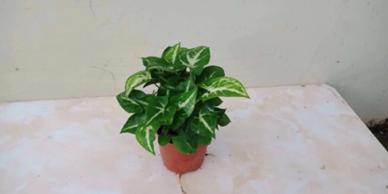 合果芋